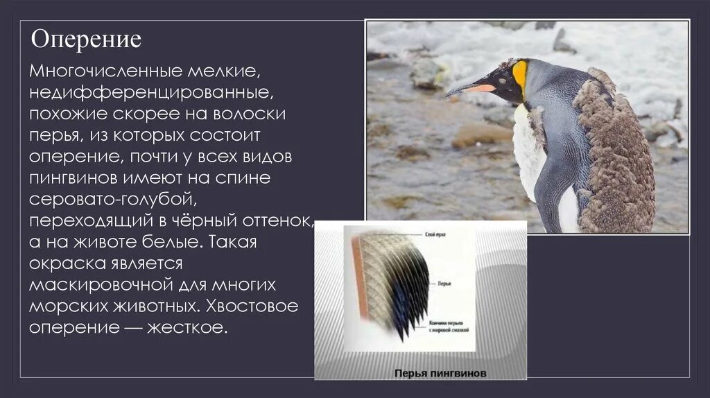 Хохлатый пингвин. Перья пингвина. Птенец королевского пингвина. Мех пингвина. Шерсть пингвина.