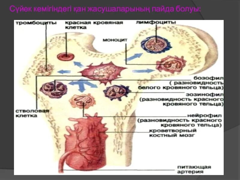 Органы иммуногенеза. Органы кроветворения и иммуногенеза центральные и периферические. органы кроветворения и иммуногенеза. центральные органы иммуногенеза. периферические органы иммуногенеза.
