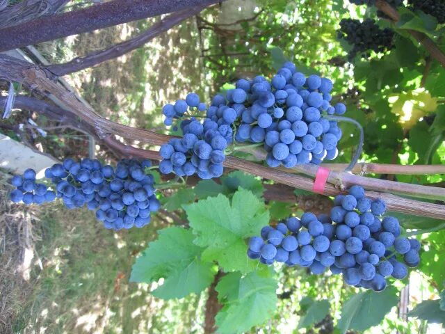 сорт винограда каберне кортис. виноград каберне кортис. виноград кортис. виноград молдова каберне. виноград каберне северный.