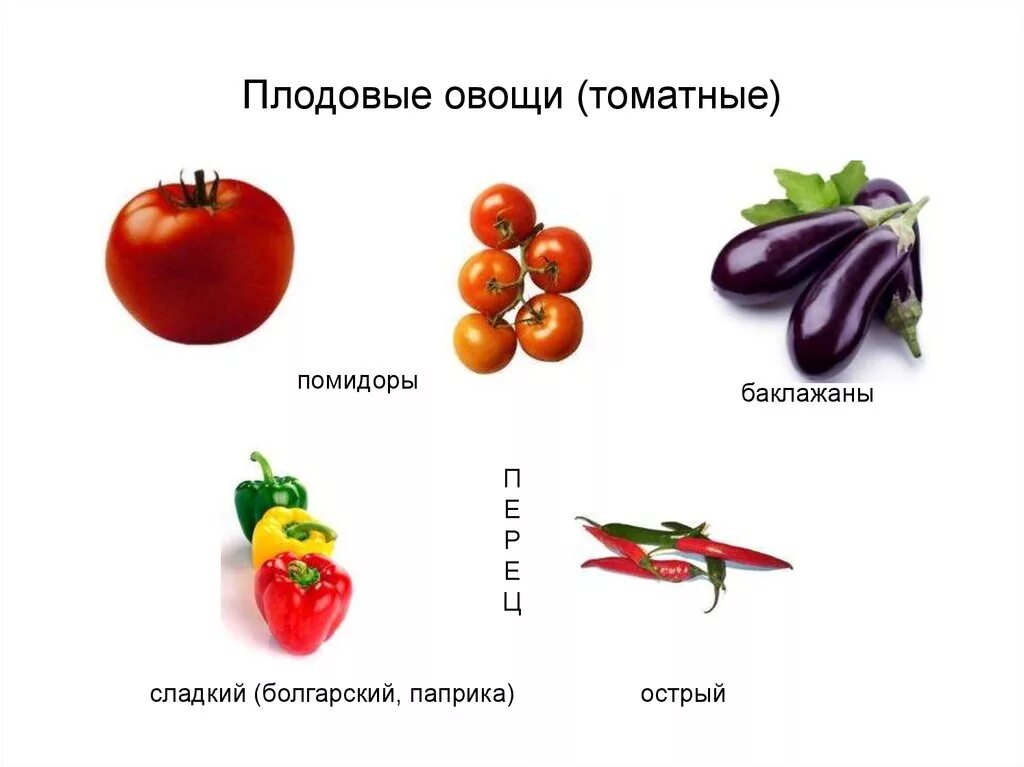 Что относится к плодовым. Томатные овощи список. Ассортимент томатных овощей. Плодовые овощи классификация. Что относится к томатным овощам.