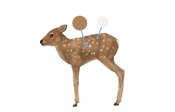 Олень мышцы. Deer parts. Строение оленя. Elk перевод. Информация о олене на английском.
