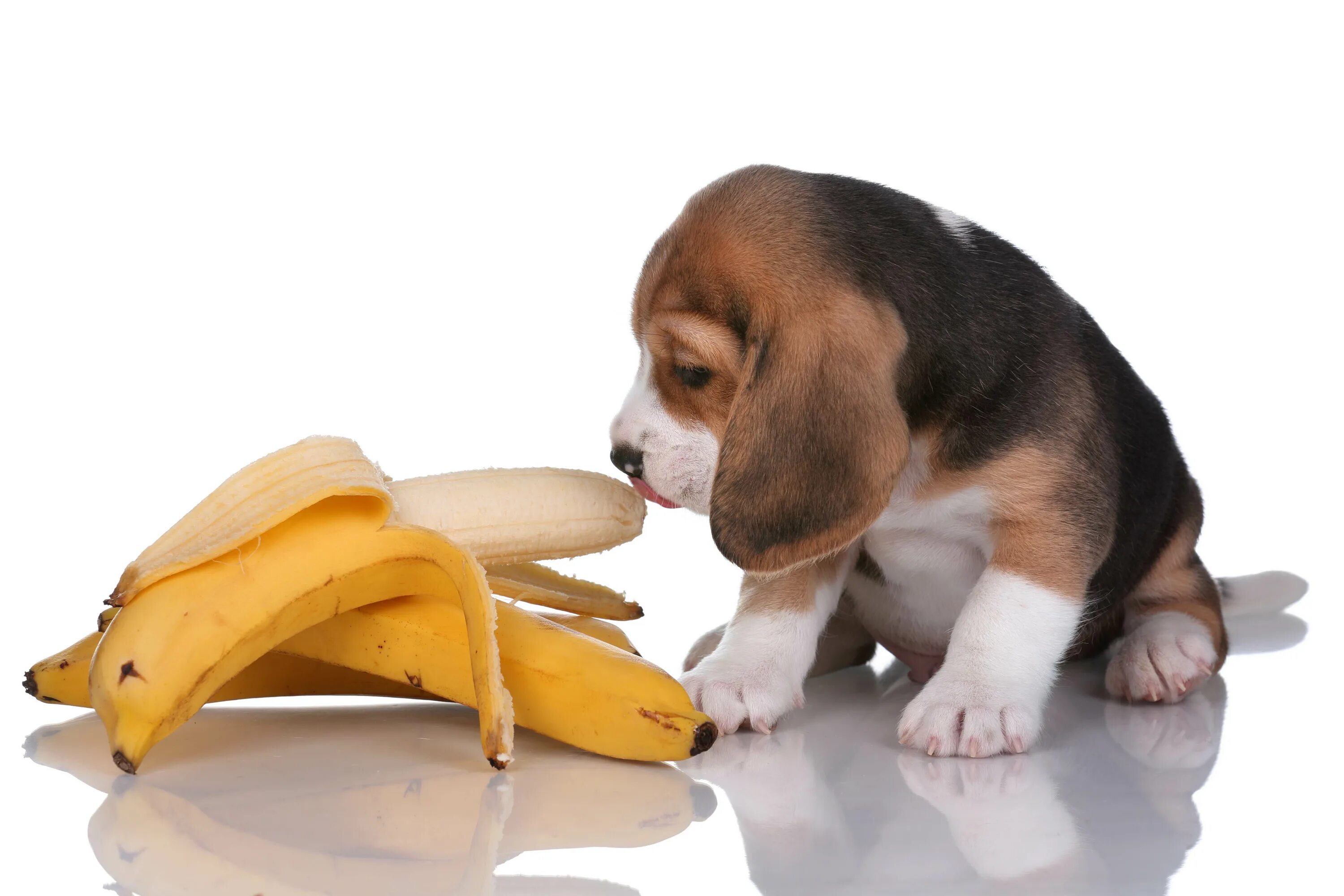 У собак есть дети. Собака банан. Собака кушает. Корм для собак. Еда для собак.