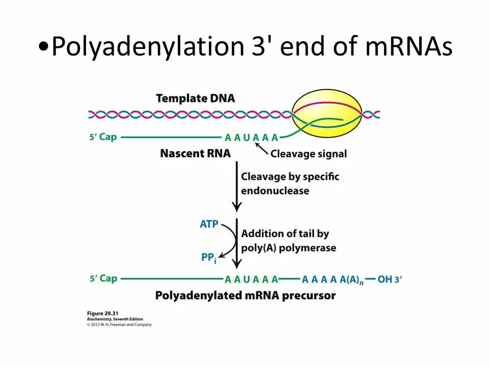 Fell транскрипция. Полимераза advantage производитель. Cap MRNA Poly a. Poly a Tail. RNA polymerase subunits.