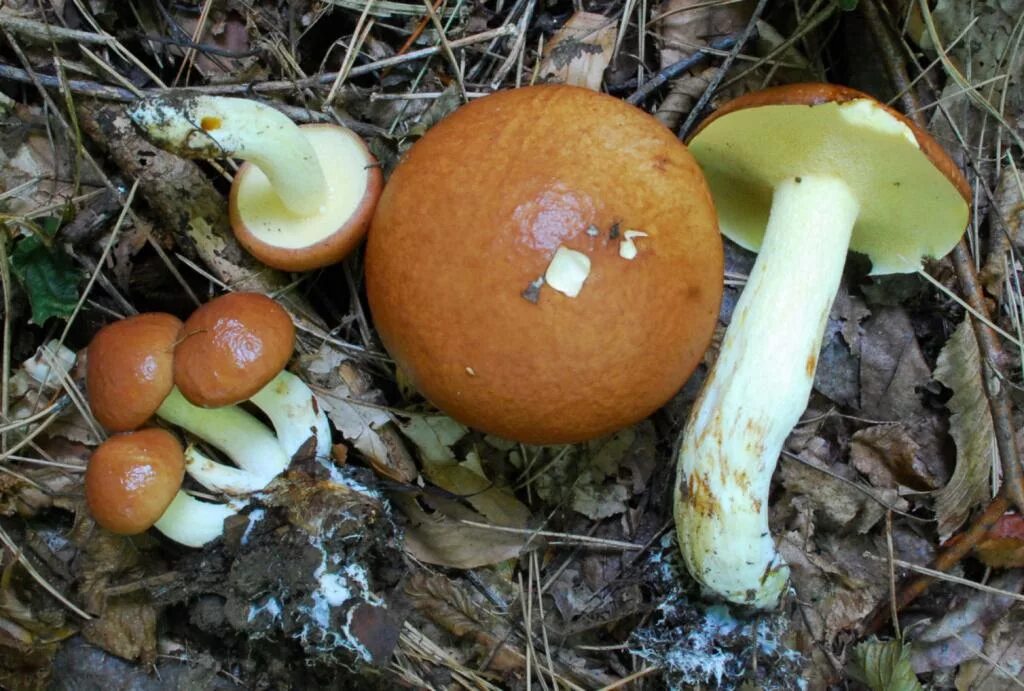 Маслёнок гриб. Маслёнок настоящий suillus luteus. Съедобные грибы маслята. Грибы маслята. Съедобные грибы маслята.
