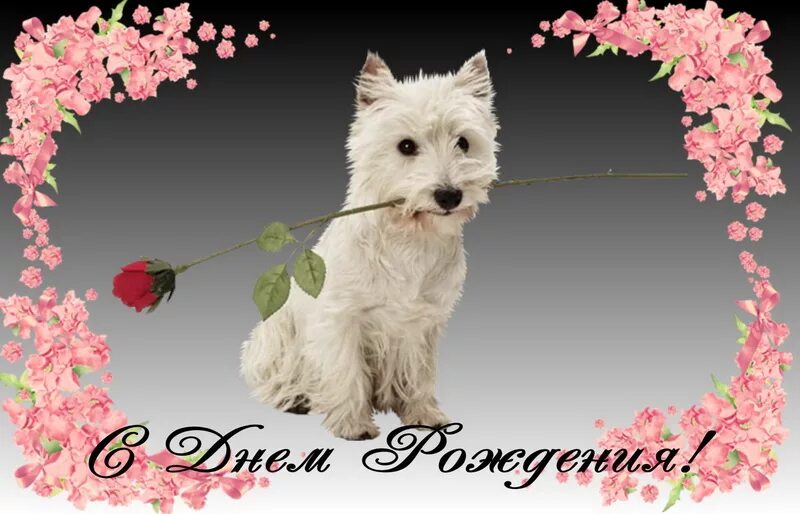 Открытка с днем рождения женщине с собачкой