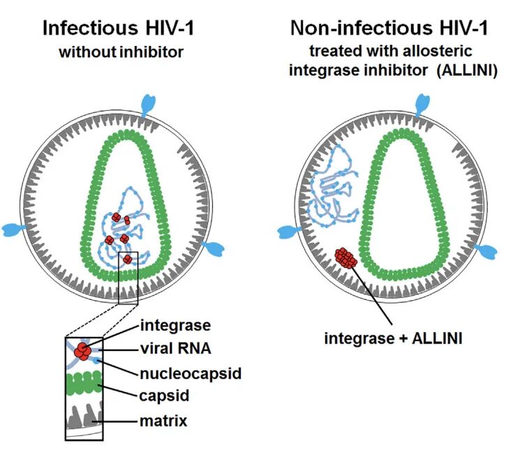 HIV Genome. Integrase. HIV penetrating Cell. Allosteric integrase inhibitors, Allinis. Human immunodeficiency virus 1