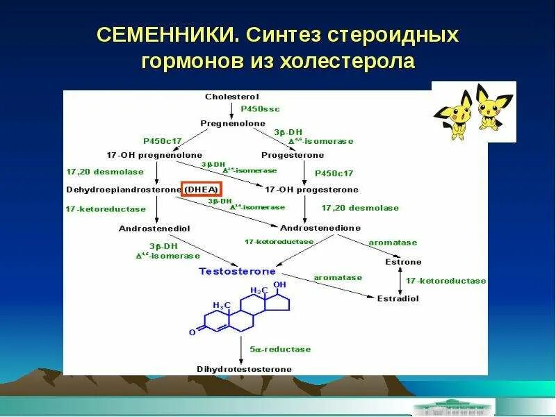 Участвуют в синтезе гормонов. Биосинтез стероидных гормонов биохимия. Синтез стероидных гормонов из холестерина схема. Холестерин Синтез стероидных гормонов. Синтез половых гормонов из холестерина.