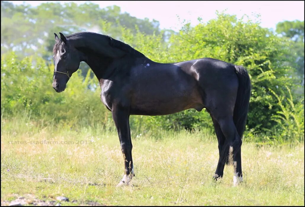 украинская верховая лошадь. украинская верховая гнедая. великопольская порода лошадей. украинская породная группа лошадей.