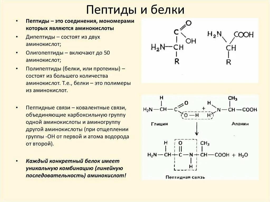 Белки группа соединения. Пептиды и белки химический Синтез пептидов. Белок аминокислота пептид полипептид. Общее строение гормонов пептидные. Аминокислоты пептиды белки химия строение.