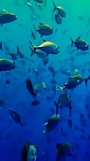 And fish lives in the sea