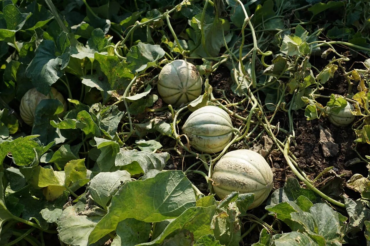 Канталупа (растение) бахчевые культуры. Дынная бахча. Тыквенная бахча. Дыня на грядке.