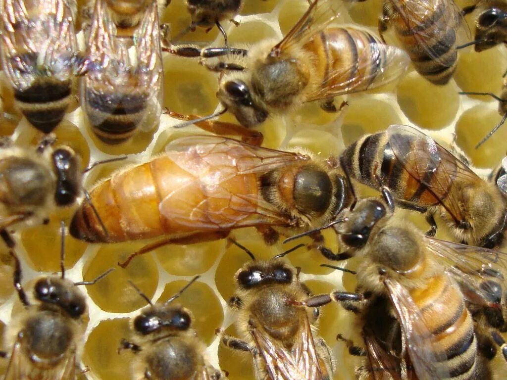 Различия пчел. Карника порода пчел. Пчела Карпатка. Пчеломатка Карника. Пчела Бакфаст.