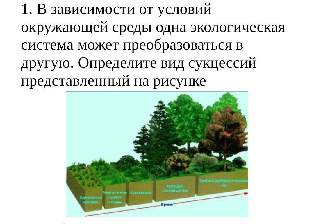 Типы первичных сукцессий. Сукцессия студариум. Классификация экологических сукцессий. Основная причина сукцессии это. Субстратом для вторичной экологической сукцессии могут.