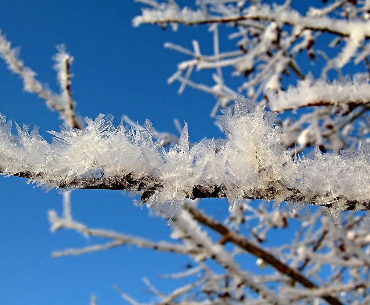 иней на ветках деревьев. зимняя природа. белый снег. покрыл пушистый белый снег. зимняя ель.