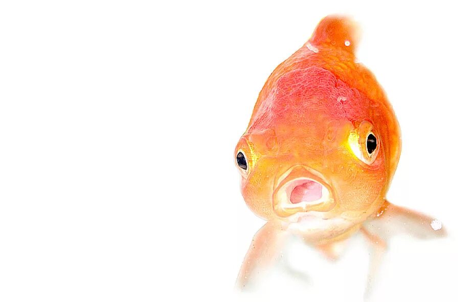У людей память как у рыбки. Золотая рыбка. Память золотой рыбки. Память рыбки 3 секунды. Рыбка с короткой памятью.
