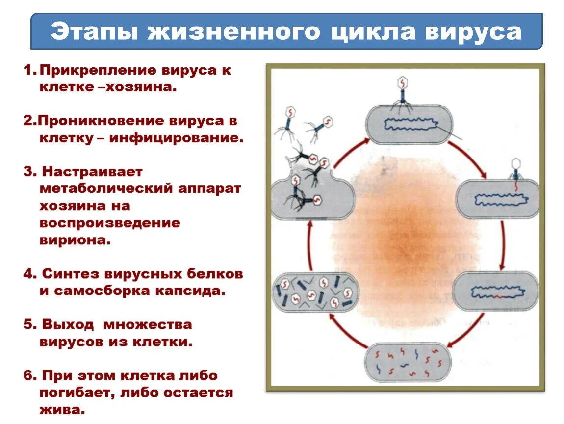 Фазы жизненного цикла вируса. Цикл развития вирусов схема. Этапы жизненного цикла вируса. Вирусы биология. Вирусы 9 класс биология