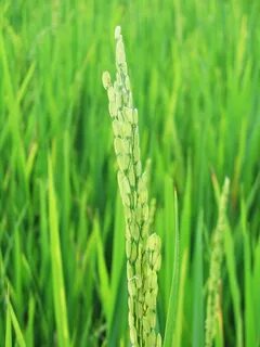 Oryza sativa oil