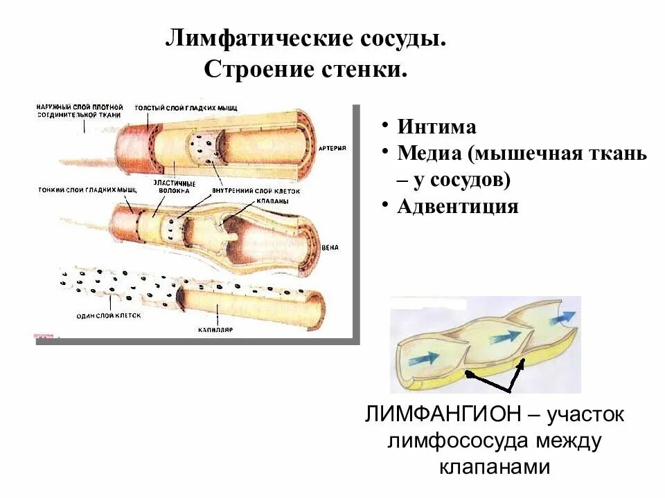 Строение стенки лимфатического сосуда гистология. Строение лимфатического сосуда анатомия. Строение стенки лимфатического капилляра. Строение стенки лимф. Сосудов.. Стенка лимфатического сосуда