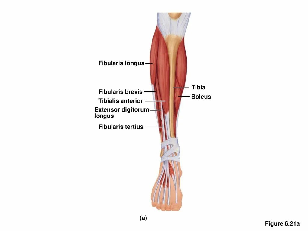 Extensor digitorum longus. Fibularis tertius muscle. tibialis fibularis. fibularis longus. m tibialis anterior fibularis peroneus longus.