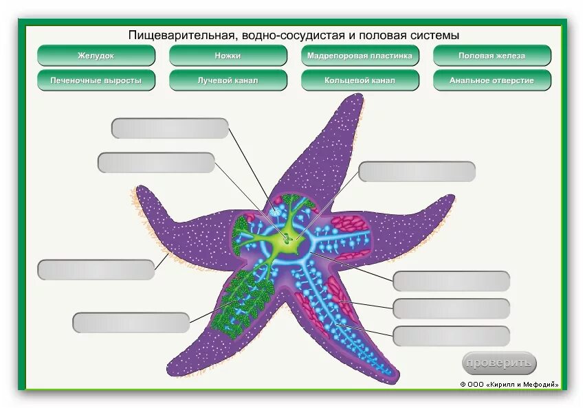 Морская звезда половое размножение