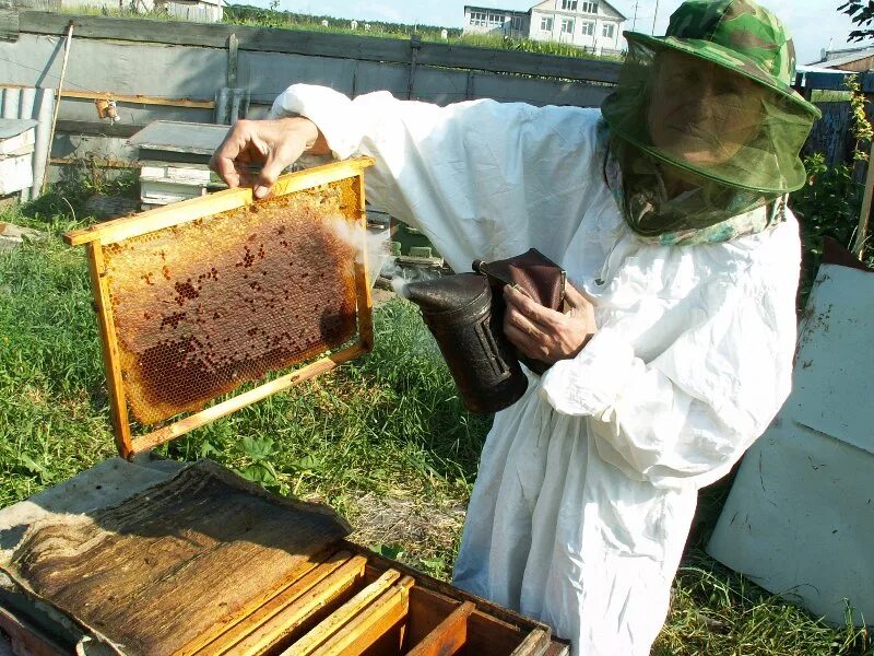 Как достают соты. Пасечник пчеловод. Улей на пасеке. Пчеловодство для новичка. Пчелы, мед, пасека.