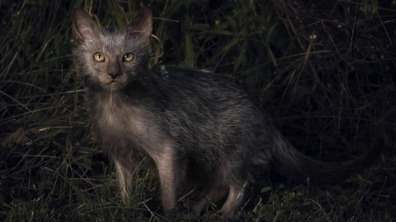 Ликой описание породы. Ликои кошка. Кошка оборотень Ликой. Ликой (Lykoi) кошка оборотень. Кот породы Ликой.