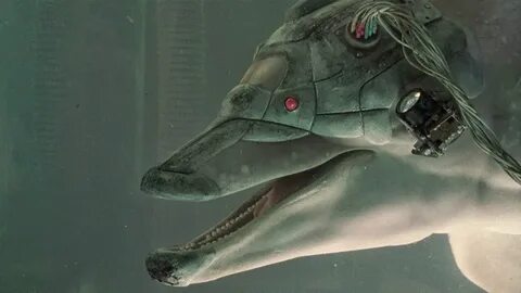 Ellen decided to become a dolphin keeper