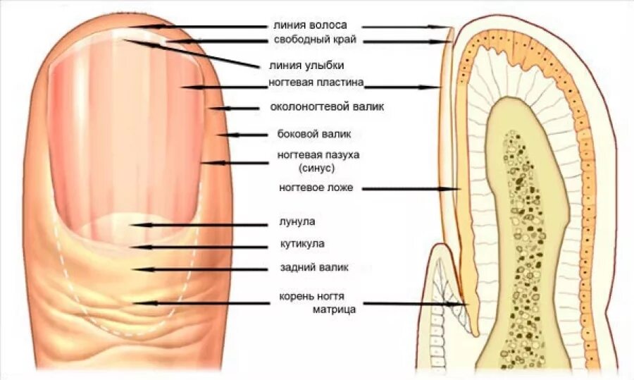 Корни ногтей находятся. Анатомия корневой части ногтевой пластинки. Анатомия и физиология ногтя. Строение ногтевой пластины птеригий. Строение ногтя анатомия.
