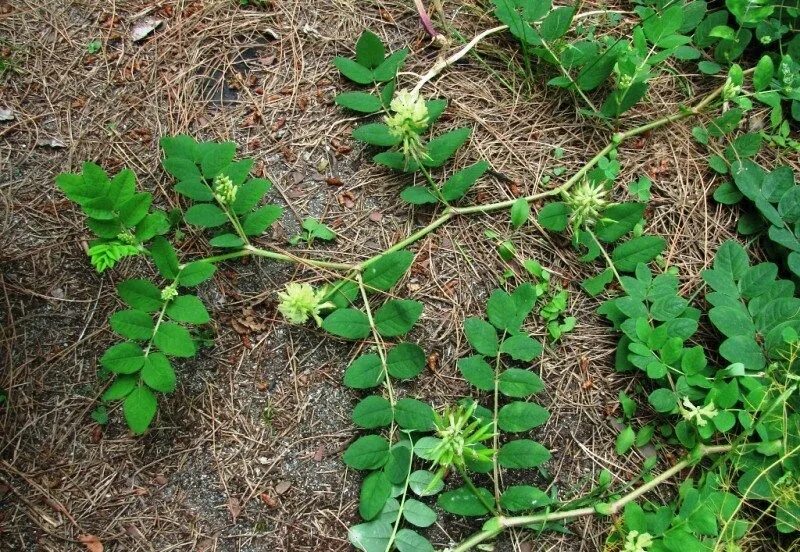 Астрагал солодколистный. Астрагал солодколистный (Astragalus glycyphyllos). Астрагал маточник. Астрагал солодколистный (Astragalus glycyphyllos l.). Астрагал семена купить