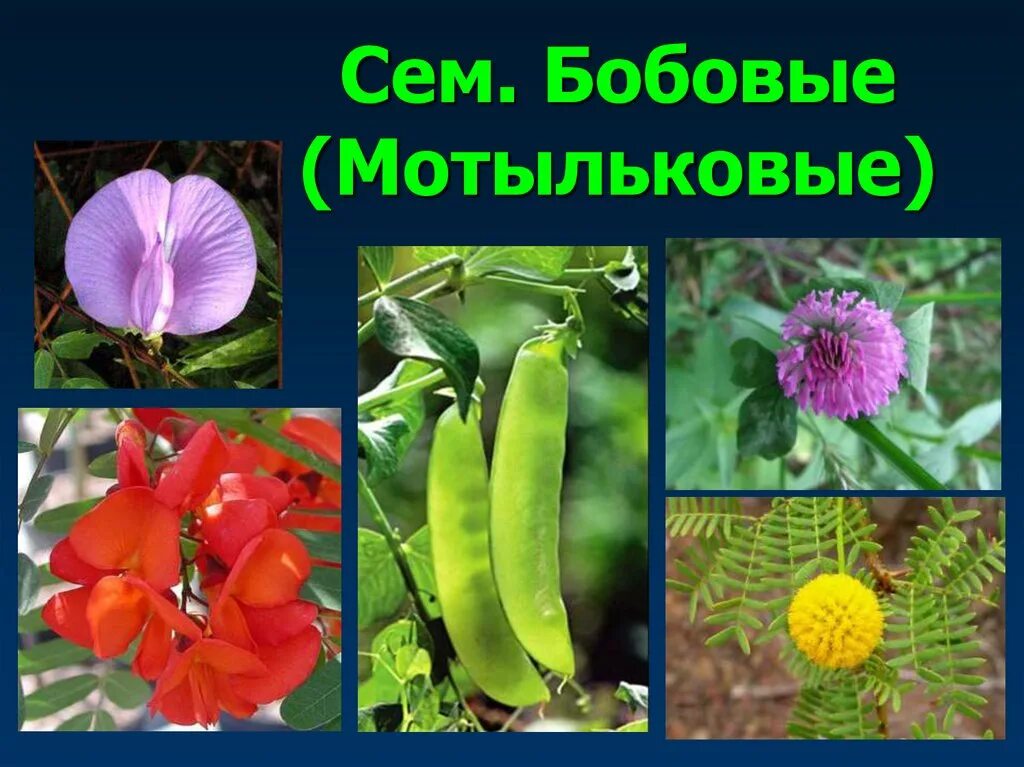 Двудольные растения названия. Семейство мотыльковые бобовые. двудольные растения мотыльковые. бобовые мотыльковые растения. семейство мотыльковые бобовые цветки.