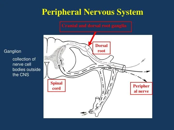 Video pns. Peripheral ganglion. Восприятия звуковой волны обеспечивает ganglion. Peripheral nervous System is composed of following. PNS точка.