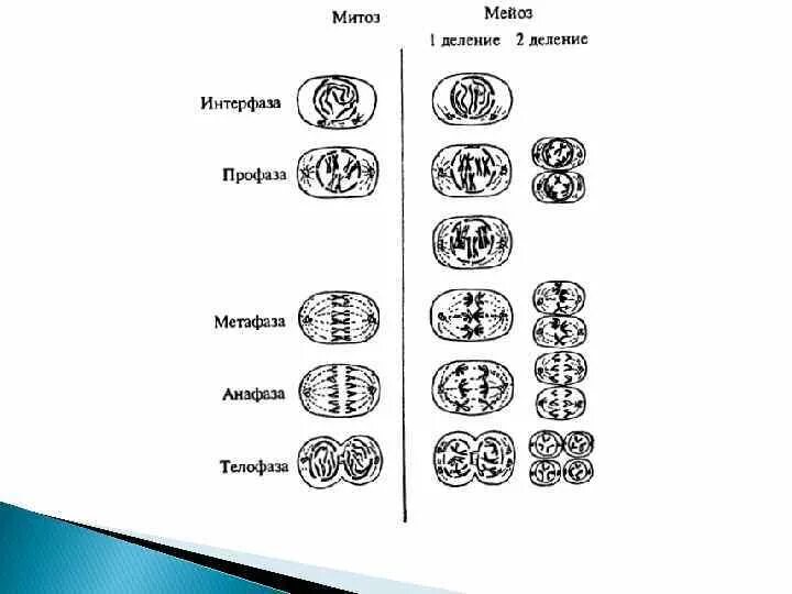 Сравнение митоза и мейоза таблица. Фазы деления митоза и мейоза таблица с рисунками. Мейоз схема с интерфазой. Митоз и мейоз фазы интерфаза. Схема мейоза с формулами.