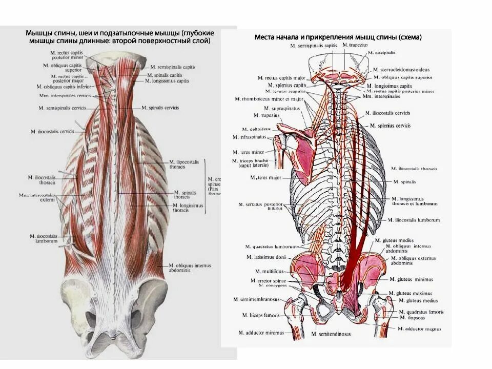 Глубокие спинные. Глубокие мышцы спины сбоку. Атлас Синельников мышцы спины. Мышца выпрямляющая позвоночник анатомия латынь.