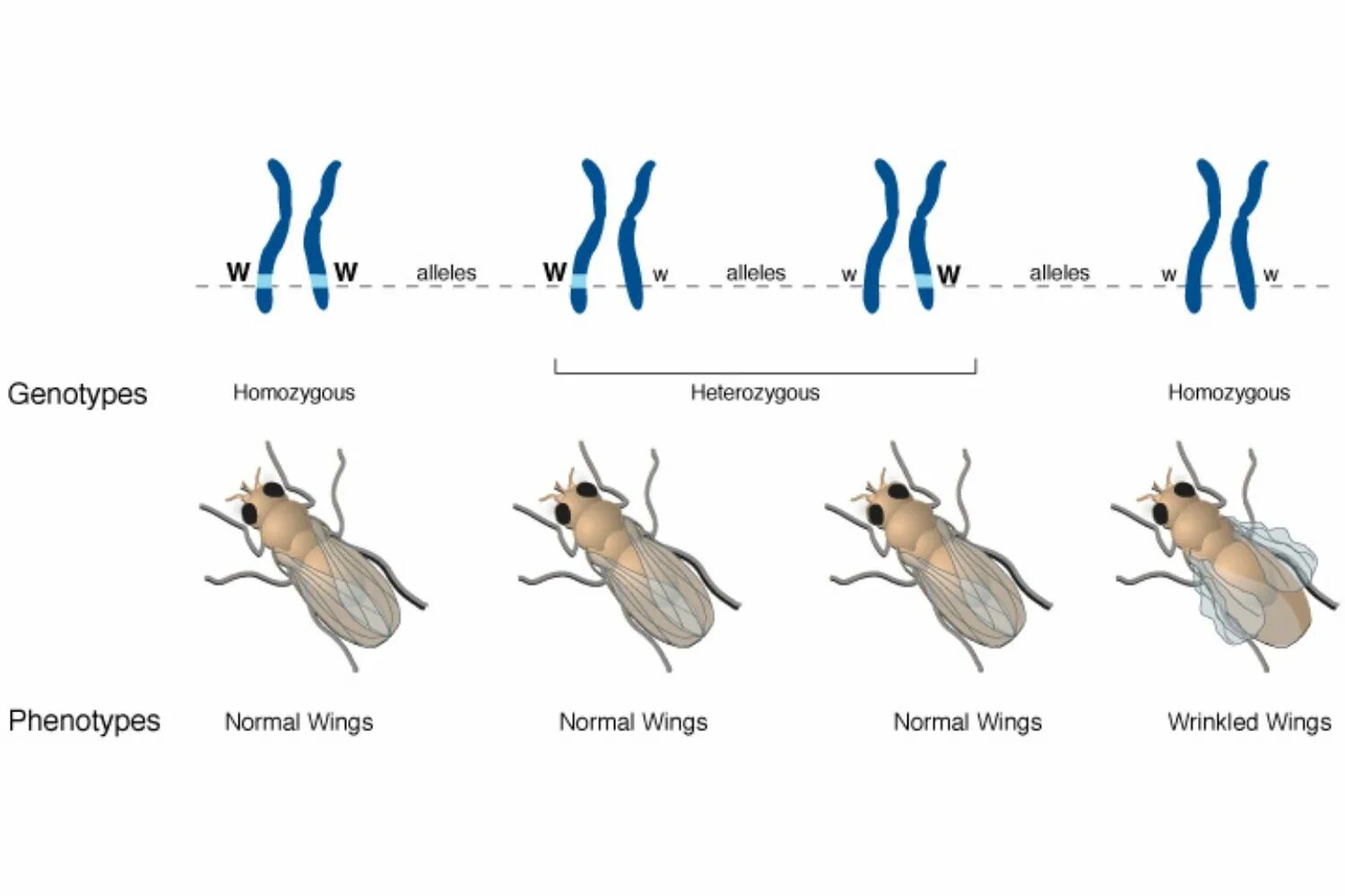 Парамутация. Гетерозиготные аллели. Genotype and phenotype. Генотип особей.