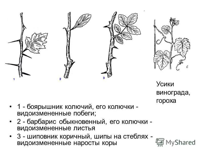 Усик гороха и усик земляники