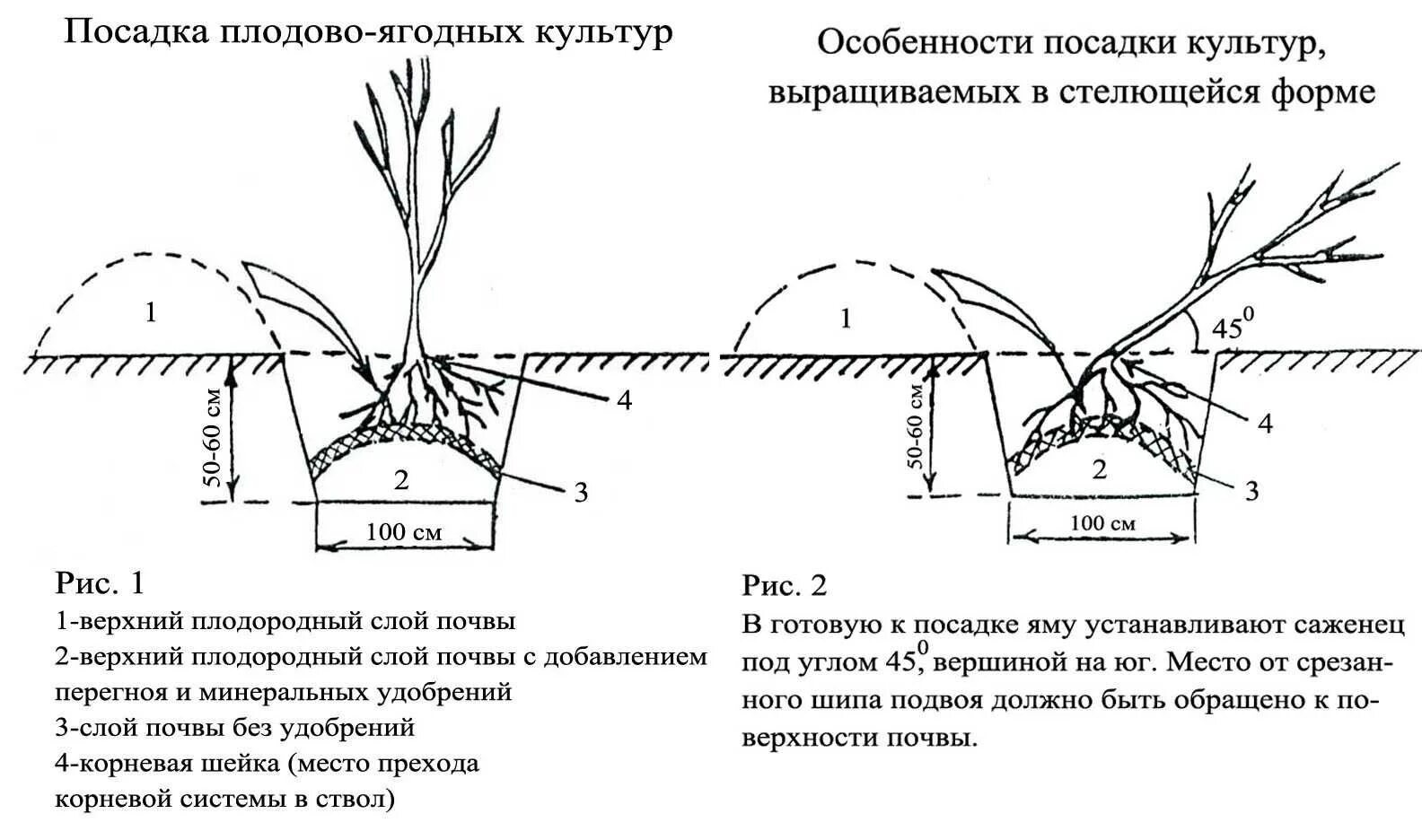 Когда можно высаживать деревья. Схема посадка кустов смородины весной. Схема посадки саженца яблони. Схема посадки ягодных кустарников. Схема посадки саженцев смородины.