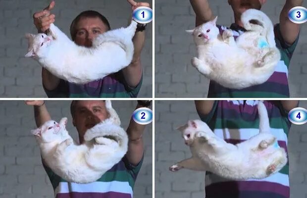 Кошка приземляется на 4 лапы. Кот падает. кот падает на лапы. кошка приземляется на лапы.