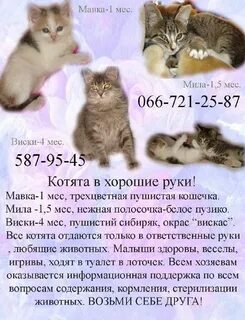 Продам котенка объявления