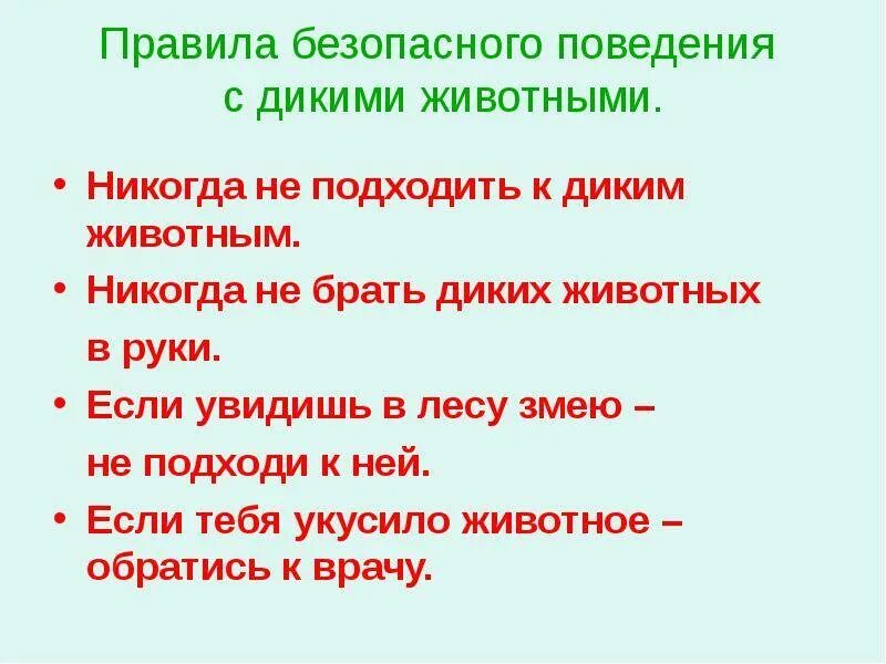 Поведение при встрече с диким животным. Правила поведения с дикими животными в лесу. Правила поведения при встрече с дикими животными. Правила поведения с дикими животными для детей. Правила проведения при встрече с дикими животными в лесу.