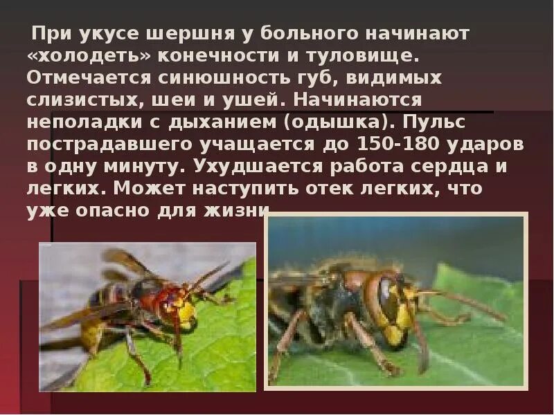 Если тебя укусила оса нужно. Укусы насекомых и защита от них. Укусы ядовитых насекомых. Презентация на тему укусы насекомых. Защита от жалящих насекомых.