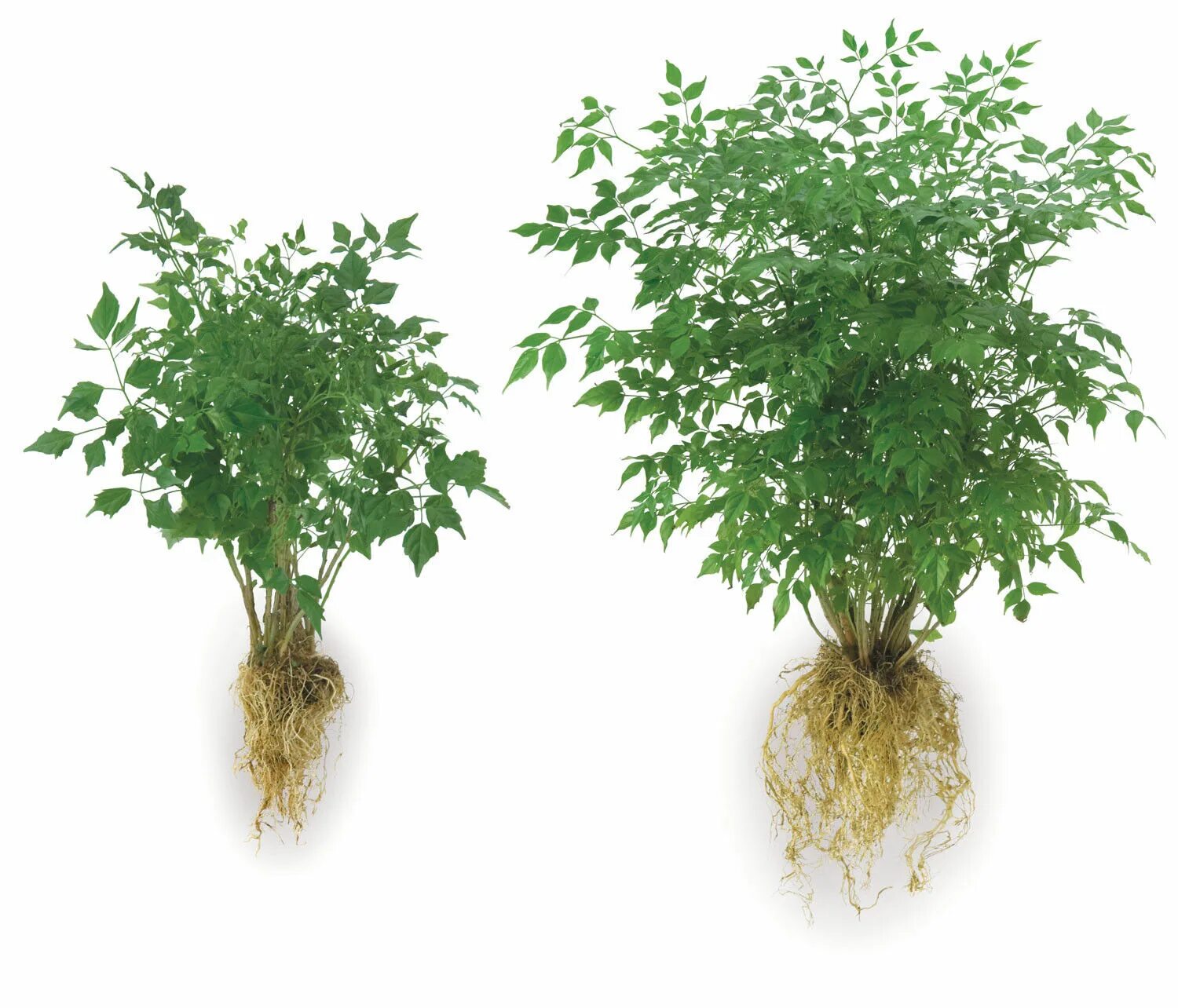 Real plant. Radici растение. Mycorrhizal fungi (микоризные грибы):. Корневой трансплантат растений. Plant root tif format.
