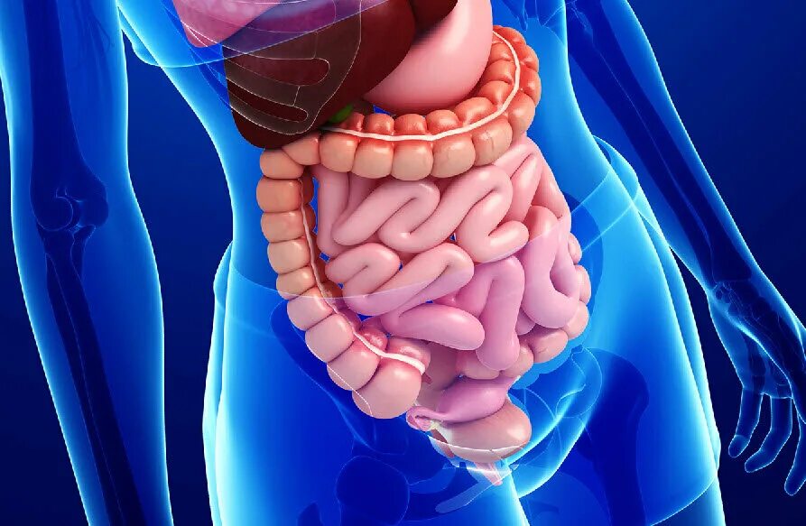 Последовательность кишечника человека. Человеческий кишечник.