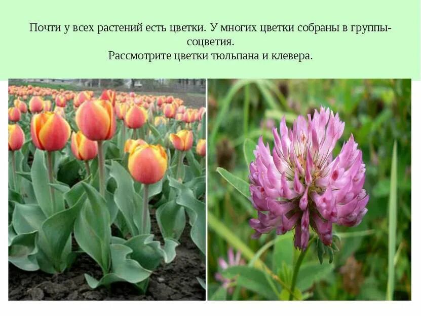 Бодяк разнолистный (cirsium heterophyllum). Почти растения. Натали портман с фикусом. Пальма драцена маргината. Акмелла ползучая.