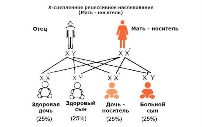 По какой линии передается двойня