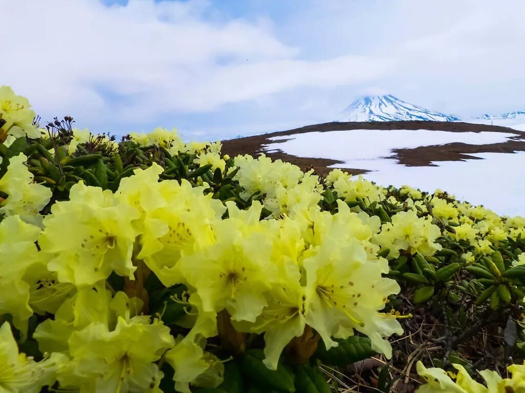 рододендрон и вулкан камчатка. авачинский вулкан цветы. флора полуострова камчатка. горные цветы камчатки. горные цветы камчатки.