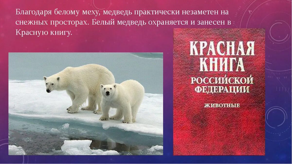 Почему белого медведя занесли в красную. Белый медведь красная книга. Белый Медвежь крамная Крига. Белый медведькоасгая книга. Белый медведь из красной книги.