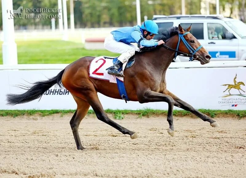 Тройка лошадей ипподром. Зимние конные бега. Казань конный ипподром. Ипподром курорт белокуриха. Шантильи ипподром.