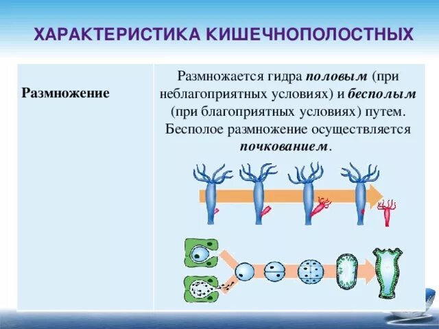 Бесполое размножение происходит с помощью б. Почкование гидры это бесполое размножение. Бесполое размножение гидры. Размножение гидры почкование. Тип размножения гидры при благоприятных условиях.