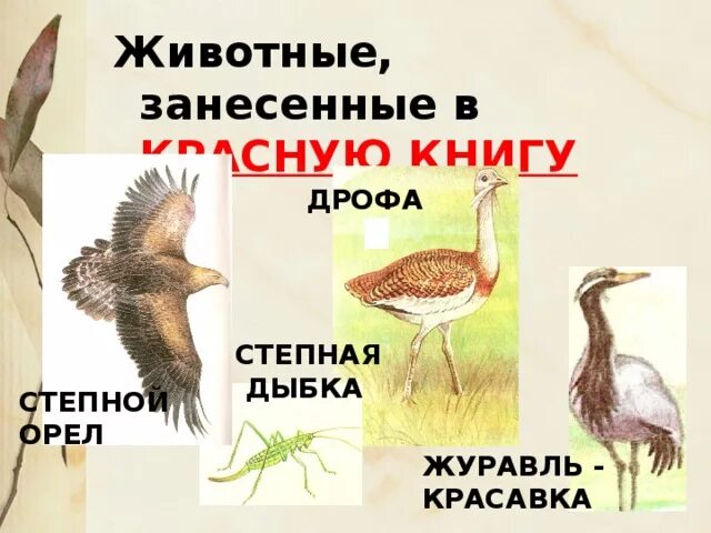 Красная книга степи россии. Степные животные красной книги. Степные животные и растения в красной книге. Степное животное красной книги. Краснокнижные животные степи.