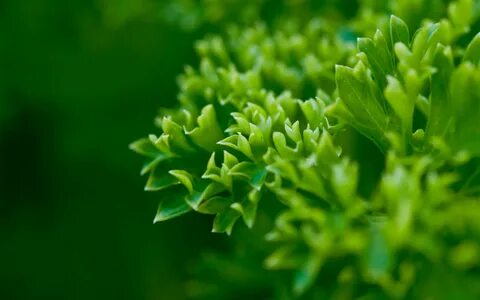 Green plants